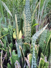 Sansevieria trifasciata