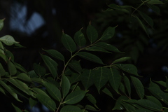 Bursera