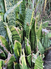 Sansevieria trifasciata