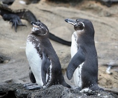 Spheniscus mendiculus