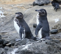 Spheniscus mendiculus