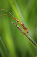 Chenoderus testaceus
