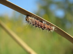 Acronicta insularis