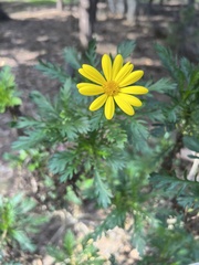 Euryops