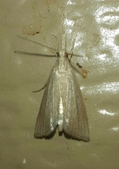 Eoreuma densellus