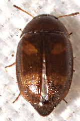 Litargus tetraspilotus