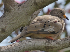 Columbina cruziana