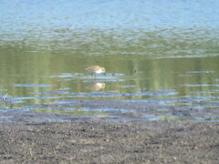 Calidris minutilla