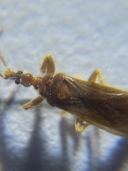 Enicocephalidae