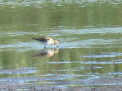 Calidris minutilla