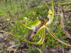 Caladenia tentaculata