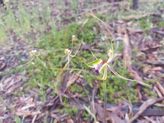 Caladenia tentaculata