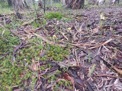 Caladenia tentaculata