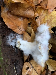 Sclerotinia sclerotiorum