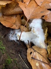 Sclerotinia sclerotiorum
