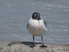 Leucophaeus pipixcan