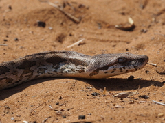 Acrantophis dumerili