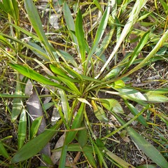 Stylidium crassifolium