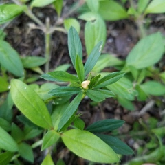 Stylosanthes