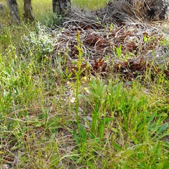 Stylidium crassifolium