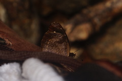 Anthanassa atronia