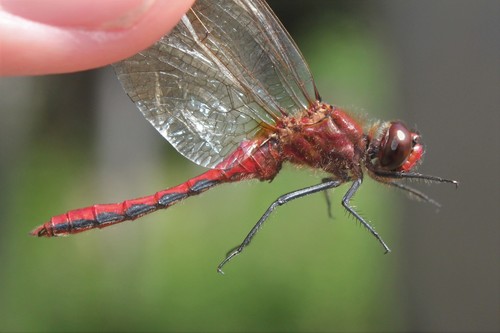 Cherry-faced Meadowhawk