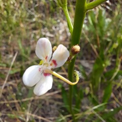 Stylidium crassifolium