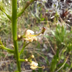Stylidium crassifolium
