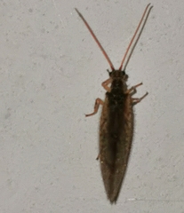 Micromus angulatus