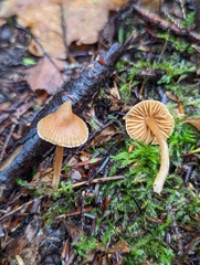 Galerina triscopa