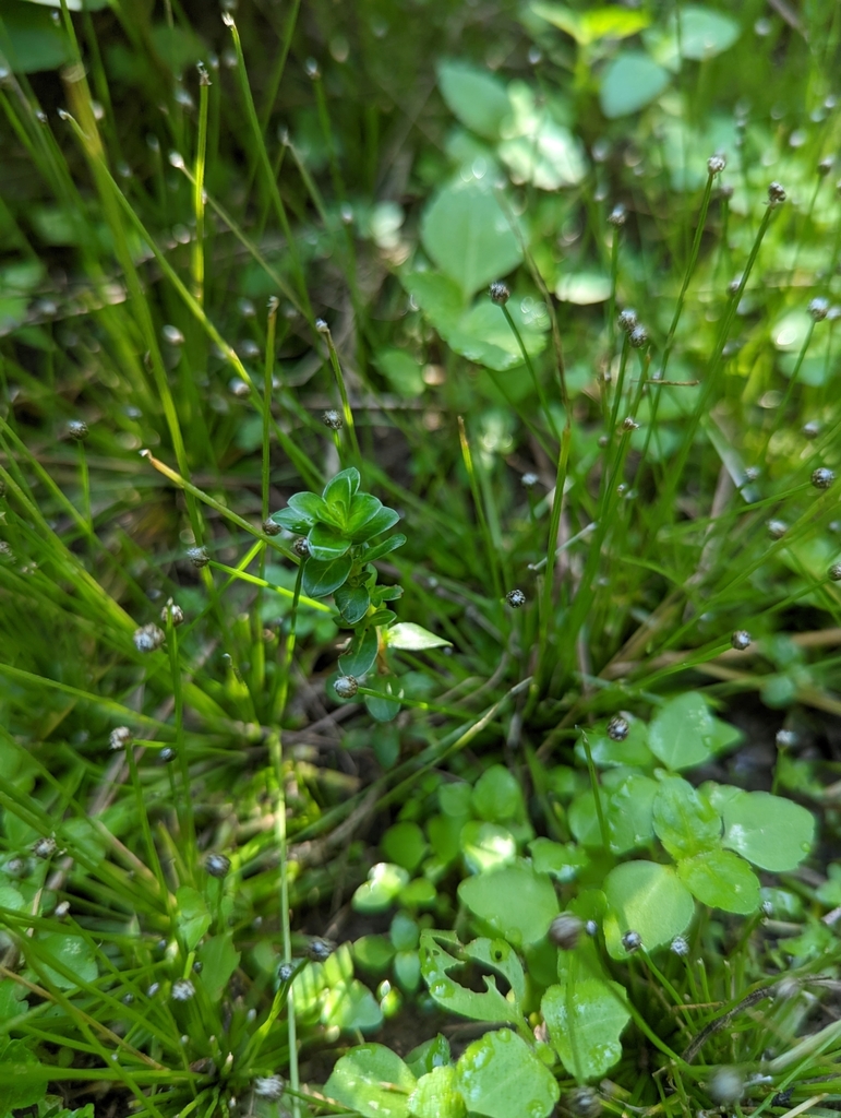 Indian Rotala Indian rotala in October 2022 by lecanorchis · iNaturalist