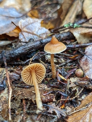 Galerina triscopa