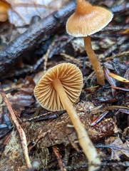 Galerina triscopa