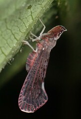 Apache degeeri