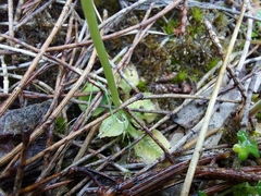 Pterostylis pedunculata