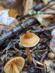Galerina triscopa