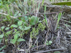 Selaginella ciliaris