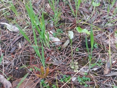 Pterostylis pedunculata
