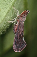 Apache degeeri