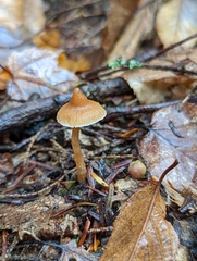 Galerina triscopa