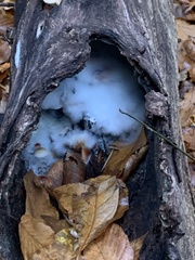 Sclerotinia sclerotiorum