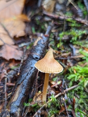Galerina triscopa