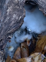 Sclerotinia sclerotiorum