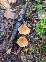 Galerina triscopa