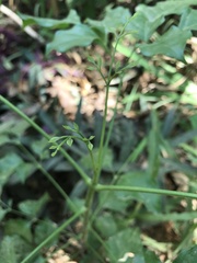 Radermachera sinica