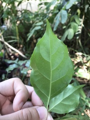 Radermachera sinica