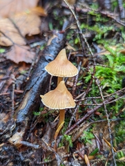 Galerina triscopa