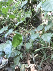 Radermachera sinica