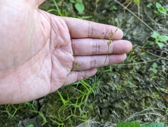 Fimbristylis microcarya