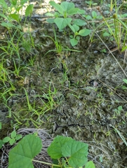 Fimbristylis microcarya